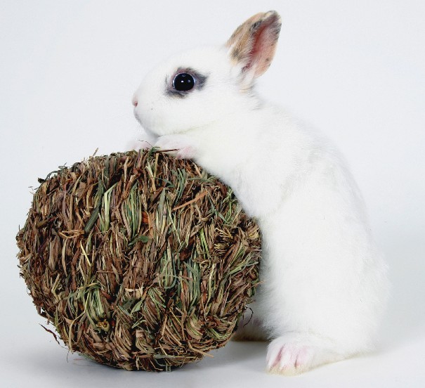 Playing Rabbits