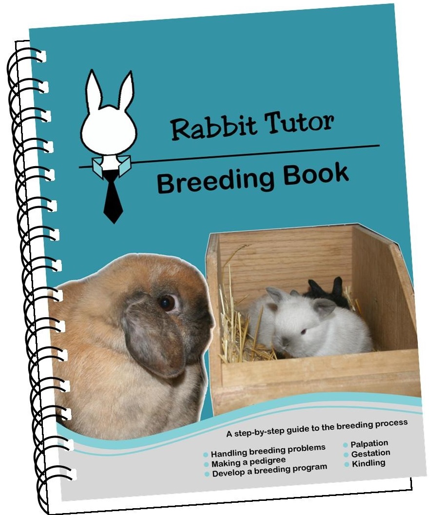 Bunny Rabbit Books, rabbit book, bunny book, rabbit magazine, bunny