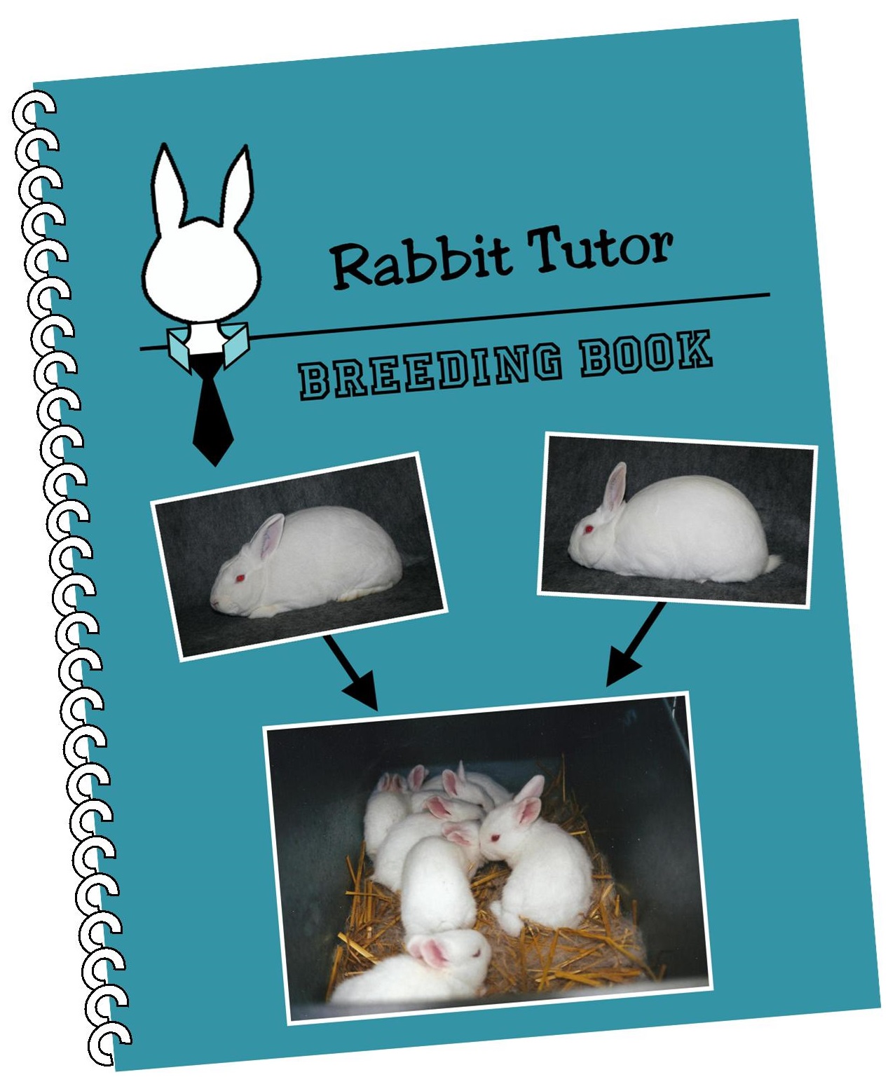 Bunny Rabbit Books, rabbit book, bunny book, rabbit magazine, bunny