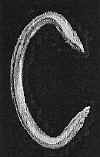 cringSharp.jpg (25604 bytes)