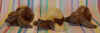 slop-sm4+5+6.jpg (109032 bytes)