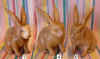 srab8-1+4+6.jpg (144206 bytes)