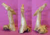 horse1-2.jpg (186766 bytes)