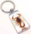 keychain_scorpion_realSK107.jpg (10426 bytes)