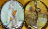 cameo-whiteBun-DesertBun.jpg (36361 bytes)