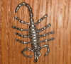 scorpion.jpg (785769 bytes)