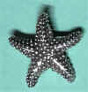 starfish.jpg (86626 bytes)